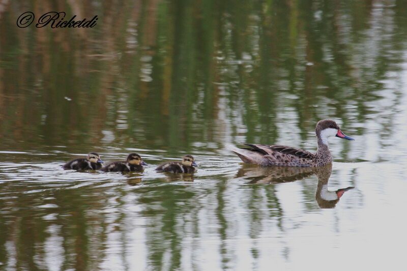 White-cheeked Pintail