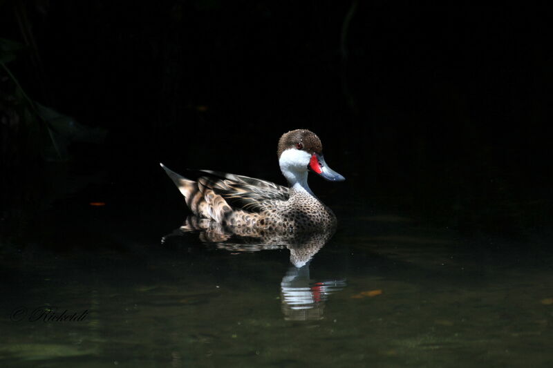 Canard des Bahamas