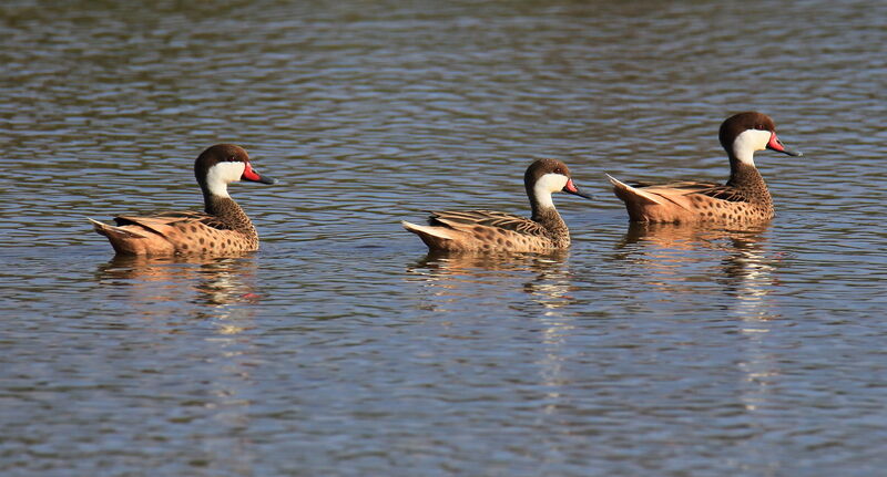 White-cheeked Pintail