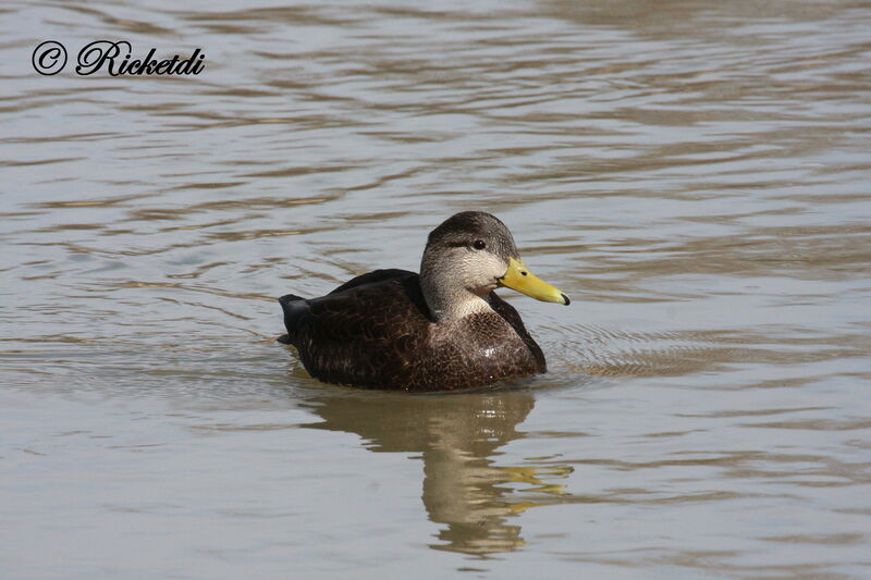 Canard noir