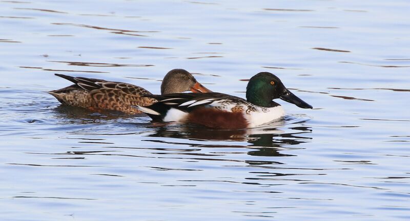 Canard souchetadulte