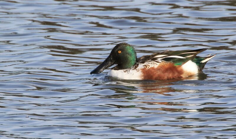 Northern Shoveler male