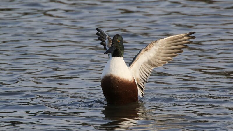 Northern Shoveler male