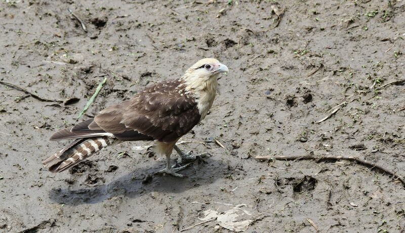 Yellow-headed Caracara