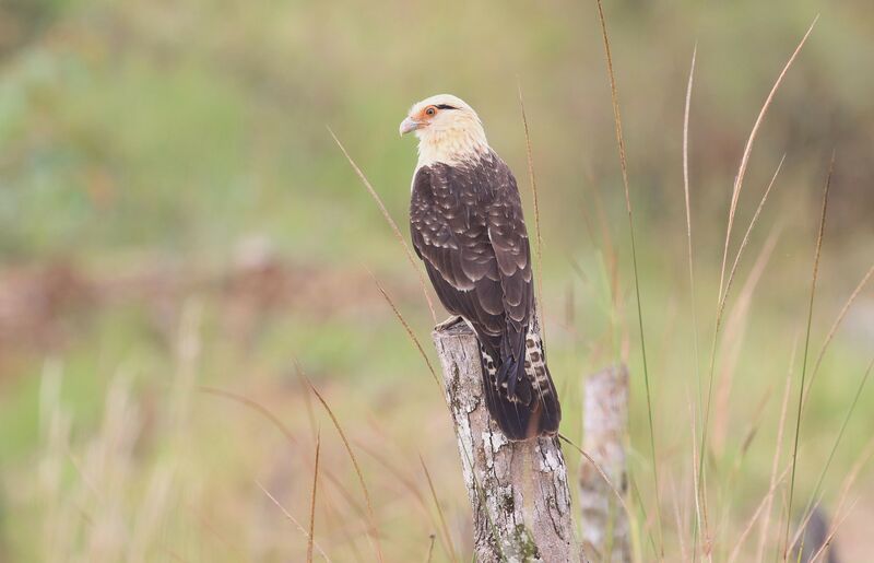 Caracara à tête jaune