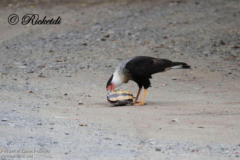 Caracara du Nordadulte, régime, mange