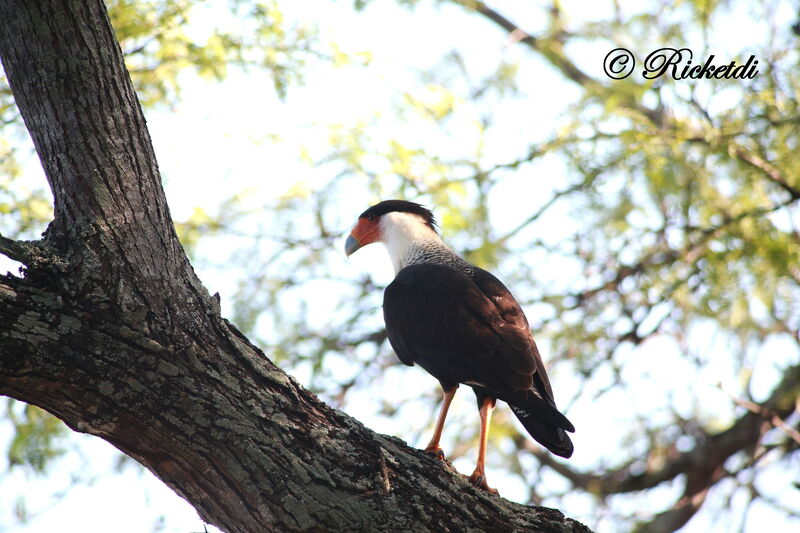 Caracara du Nord