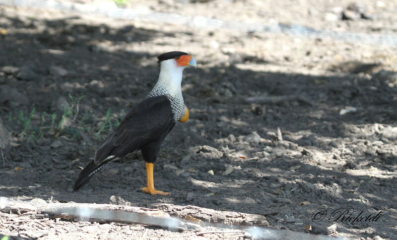 Crested Caracara (cheriway)