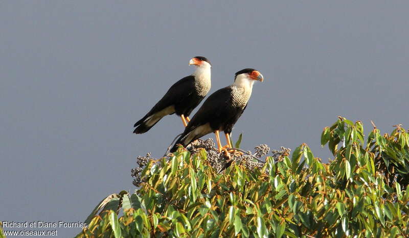 Caracara du Nordadulte, habitat, pigmentation