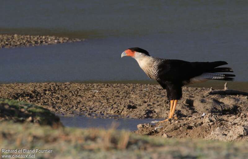 Crested Caracara (cheriway)adult, pigmentation, Behaviour