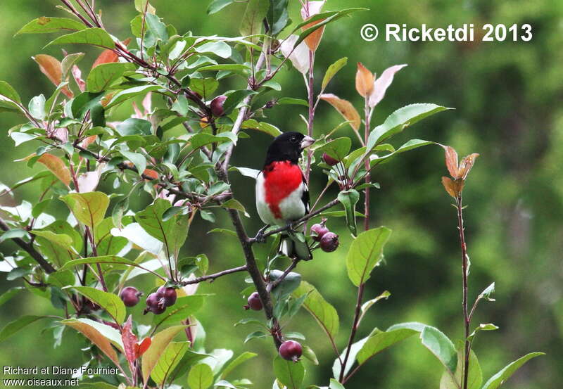 Rose-breasted Grosbeak male adult, habitat, feeding habits