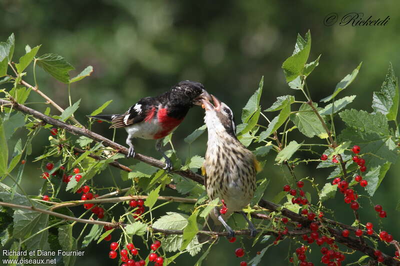 Rose-breasted Grosbeak, Reproduction-nesting