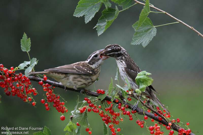 Rose-breasted Grosbeak, habitat, pigmentation, Reproduction-nesting