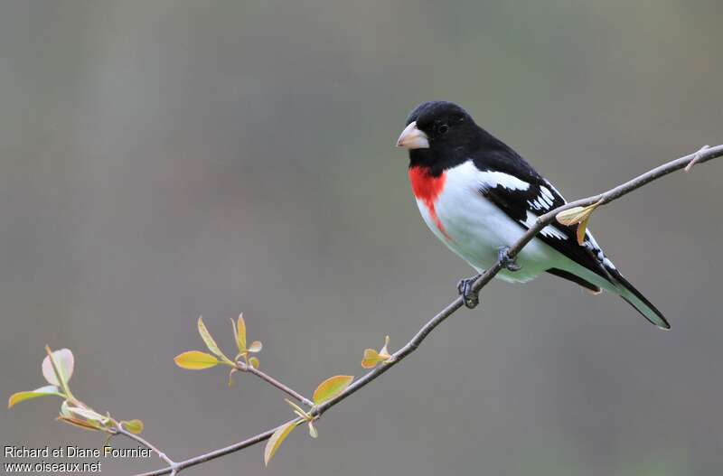 Rose-breasted Grosbeak male adult breeding, identification