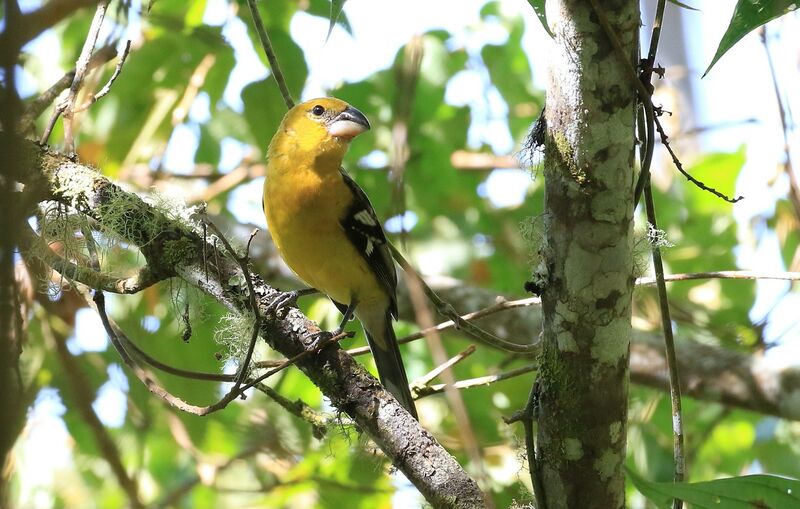 Golden Grosbeak