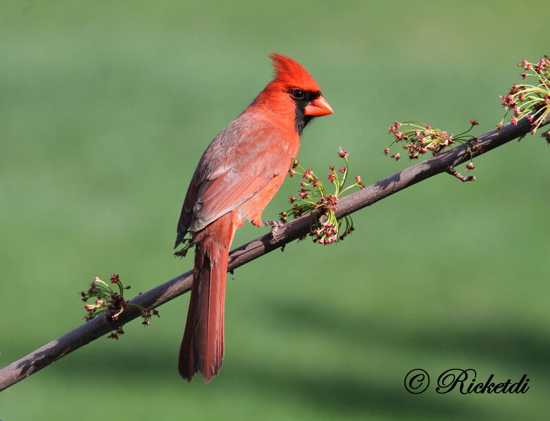 Northern Cardinal male