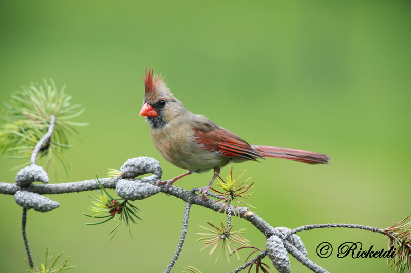 Cardinal rouge femelle