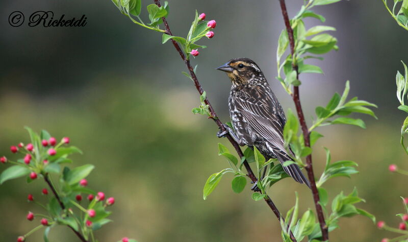 Red-winged Blackbird female, identification