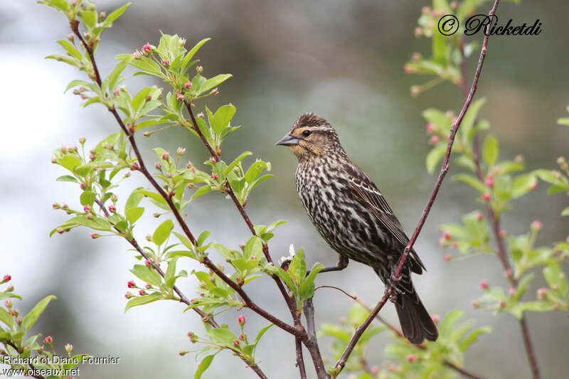 Red-winged Blackbird female adult, identification