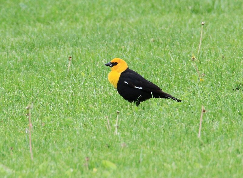 Yellow-headed Blackbird