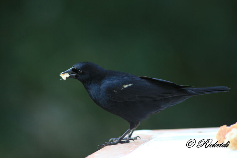 Red-shouldered Blackbird