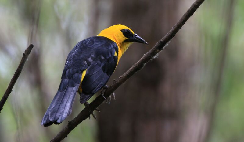 Oriole Blackbird