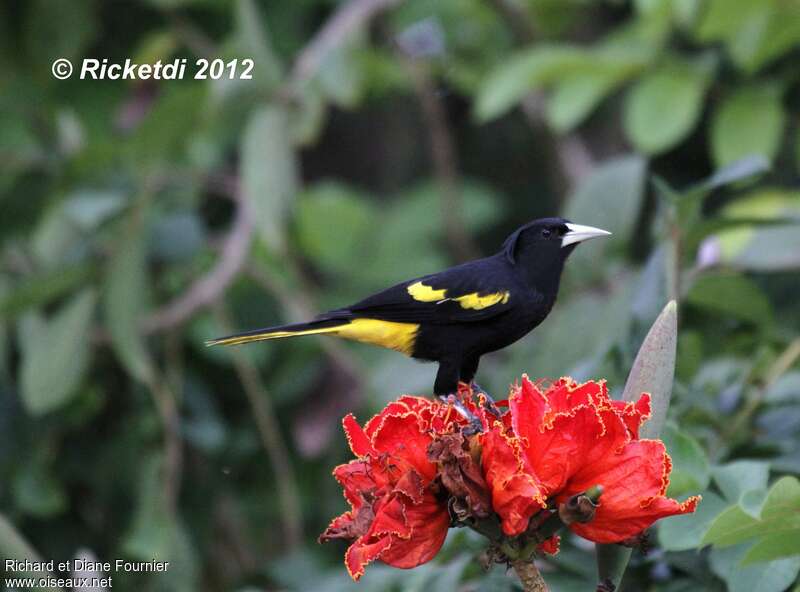 Mexican Caciqueadult, identification