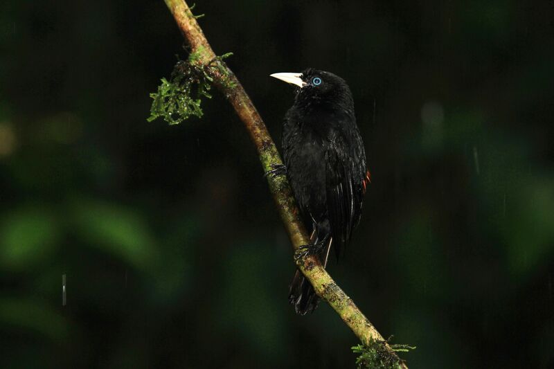 Scarlet-rumped Cacique