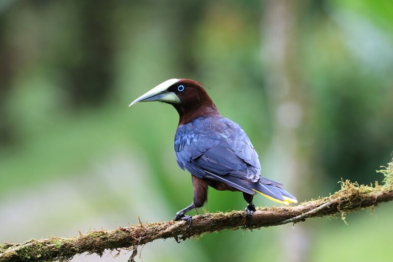 Chestnut-headed Oropendola