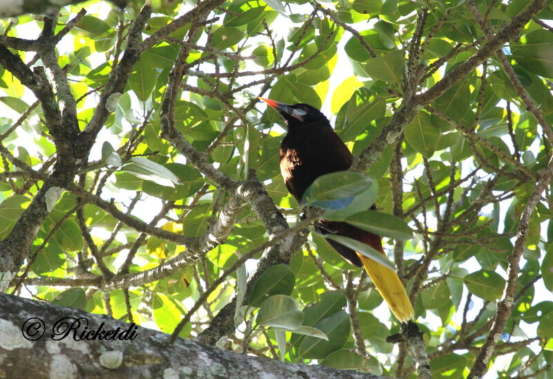 Cassique de Montezuma