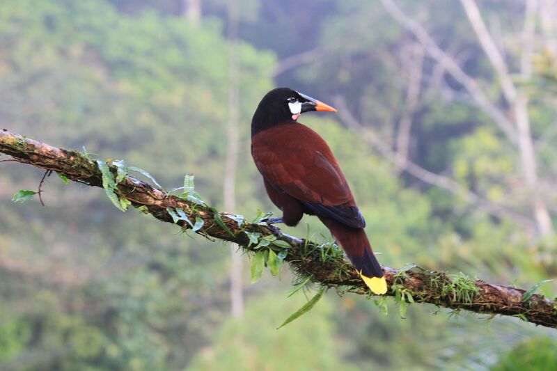 Montezuma Oropendola