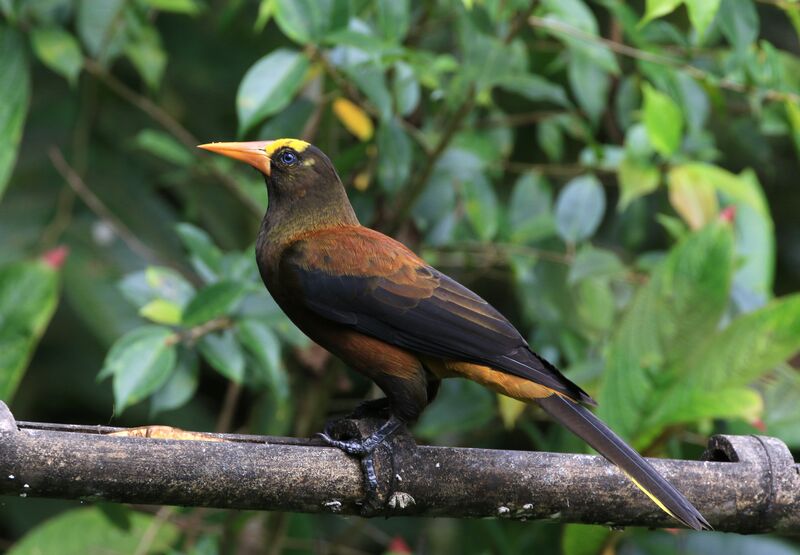 Russet-backed Oropendola