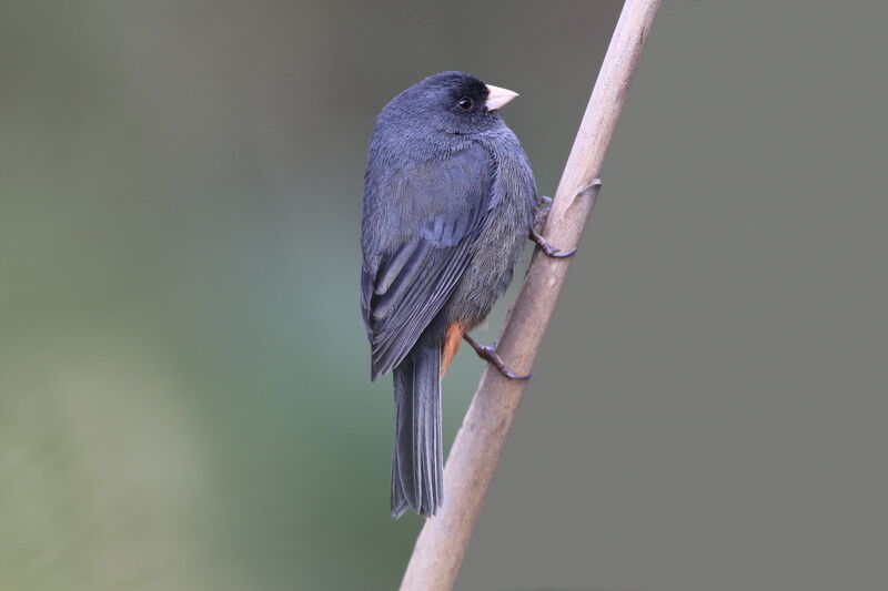 Plain-colored Seedeater