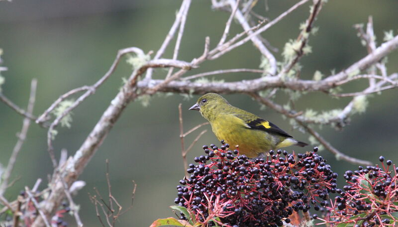 Chardonneret à ventre jaune femelle