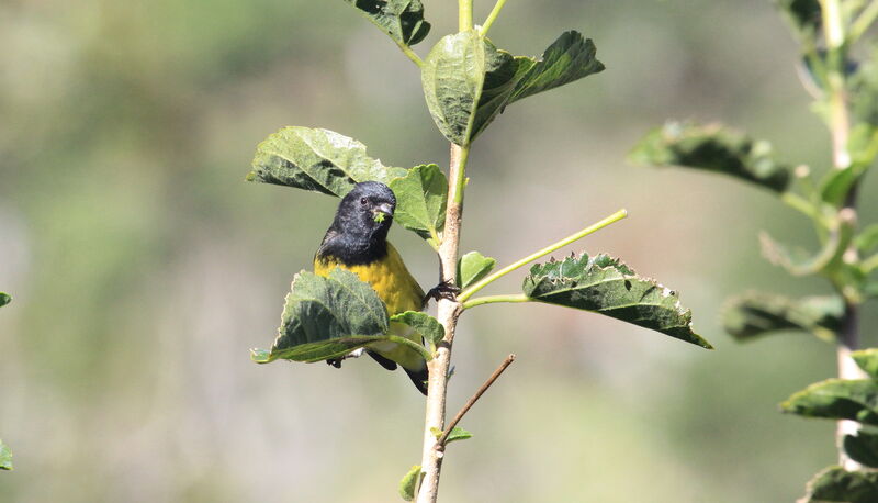 Yellow-bellied Siskin male