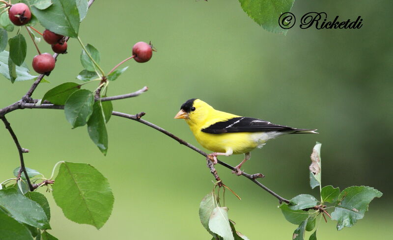 Chardonneret jaune mâle