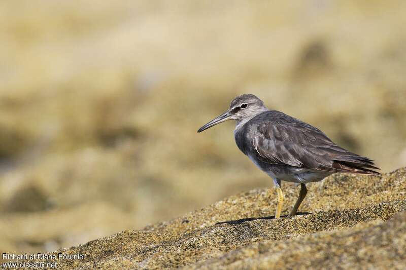 Wandering Tattler, identification