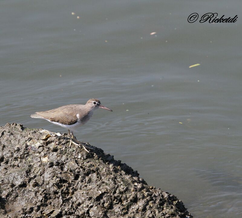 Spotted Sandpiper