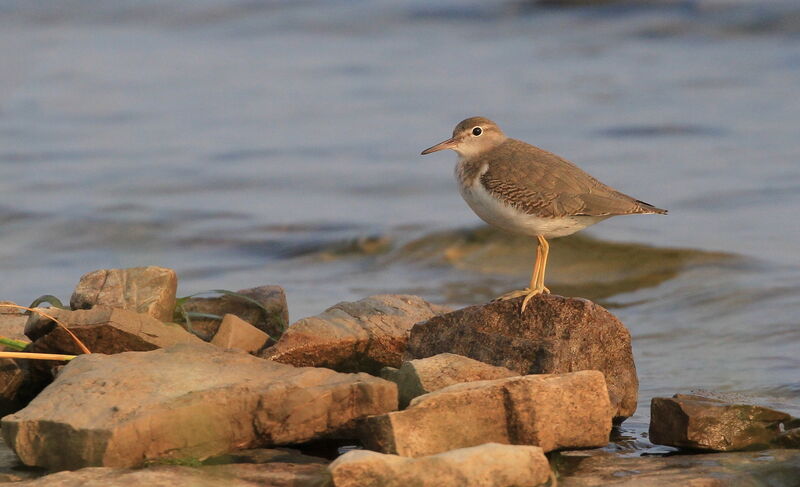 Spotted Sandpiper