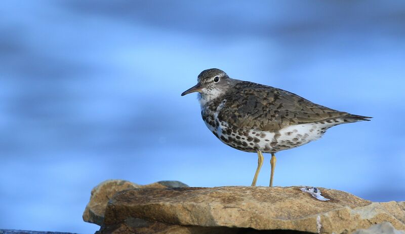 Spotted Sandpiper