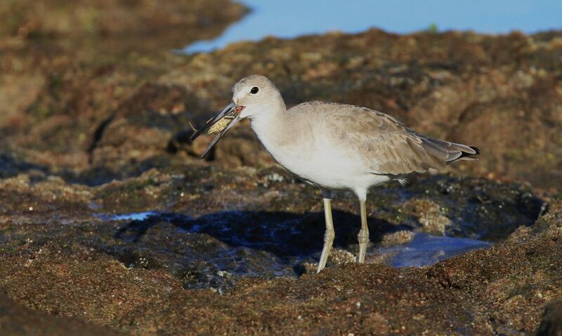 Willet