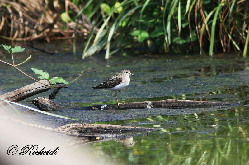 Solitary Sandpiper