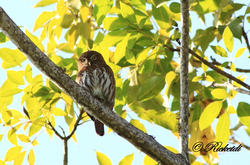 Ferruginous Pygmy Owl