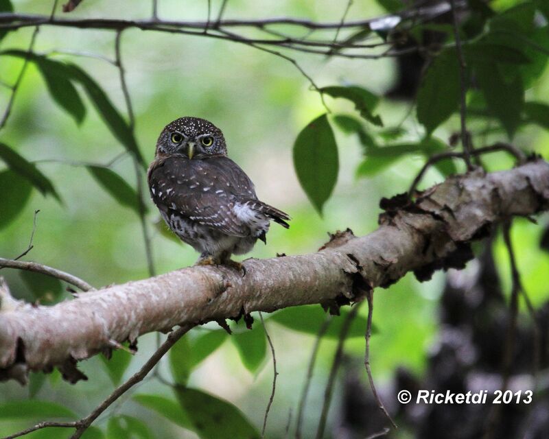 Cuban Pygmy Owl