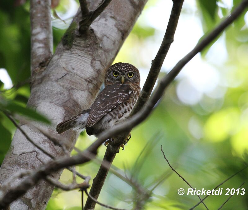 Cuban Pygmy Owl