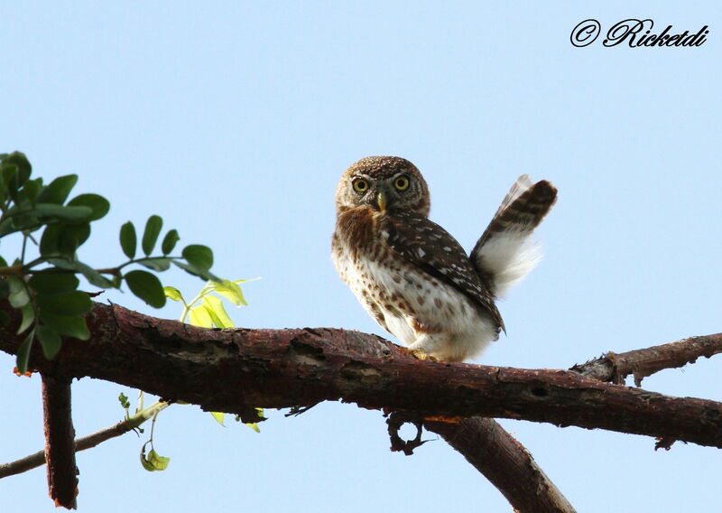 Cuban Pygmy Owl