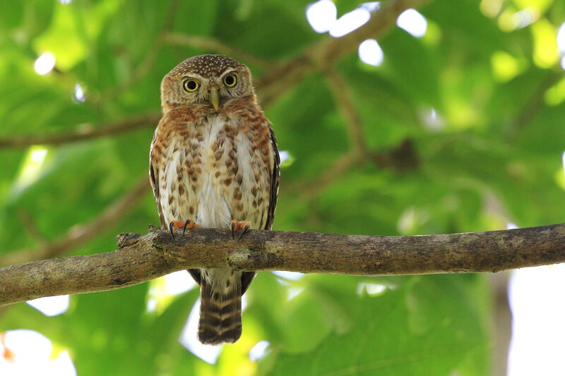 Cuban Pygmy Owl