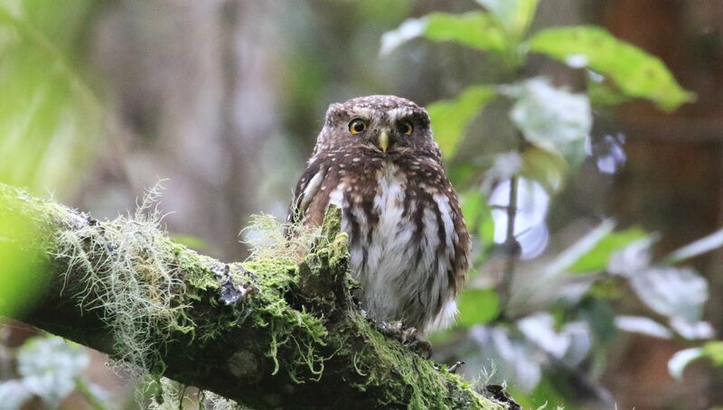 Andean Pygmy Owl