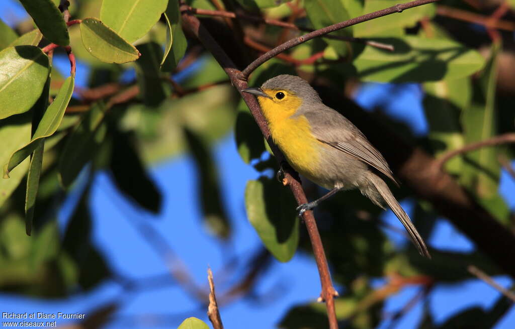 Oriente Warbler