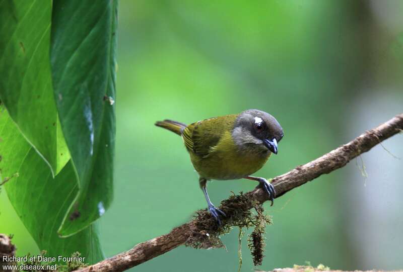 Common Chlorospingusadult